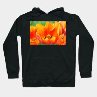 Tulipa 'Prinses Irene' AGM Tulip Triumph Group Hoodie